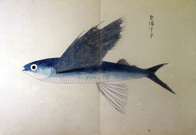 03-208 南海魚譜02 in 臥遊堂沽価書目「所好」三号