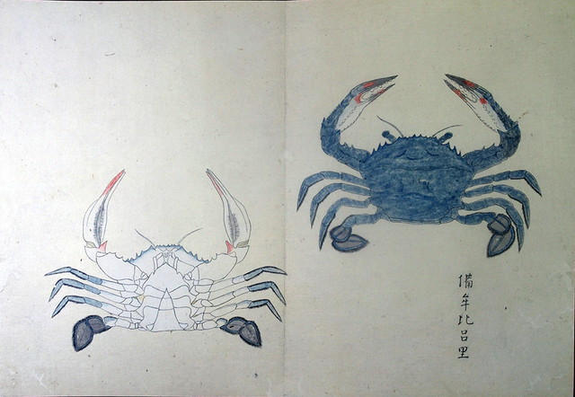 03-208 南海魚譜03 in 臥遊堂沽価書目「所好」三号